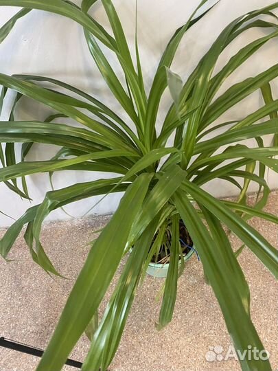 Цветок для офиса большой Панданус