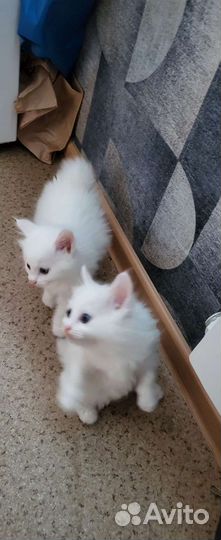 Кошки