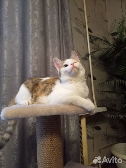 Котёнок девочка