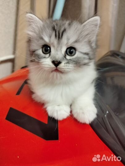 Отдам котёнка