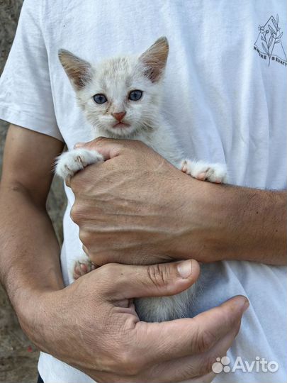 Котенок Сахарок ищет дом (1,5 мес)