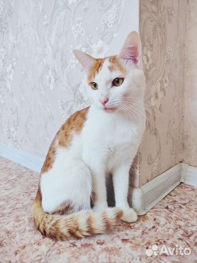 Подарите котику дом