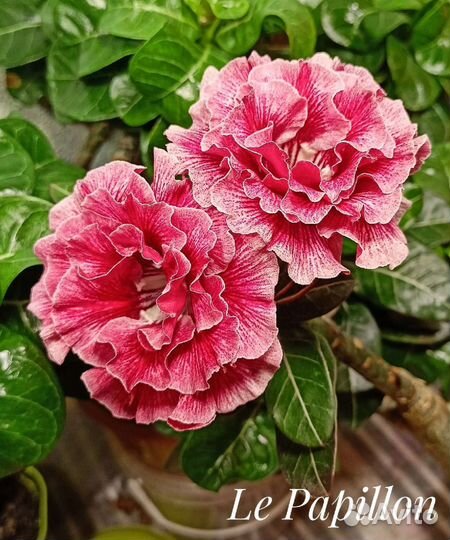 Адениум сортовой привитый