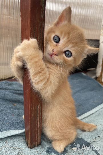 Бездомные котята