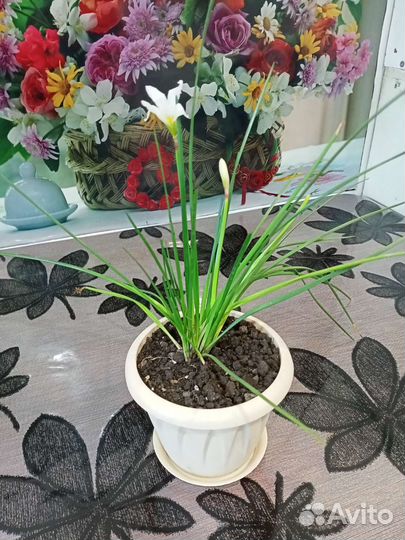 Цветы комнатные