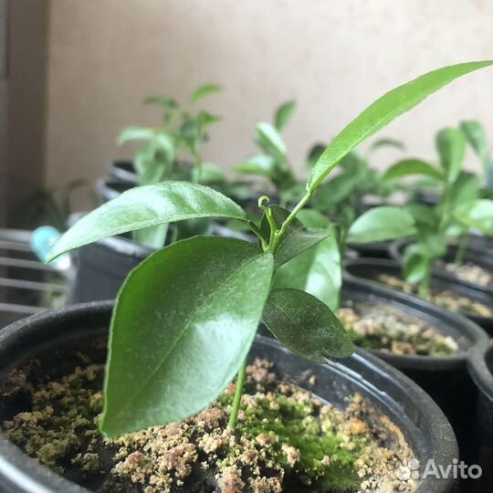 Мандариновое дерево (отросток, черенок)