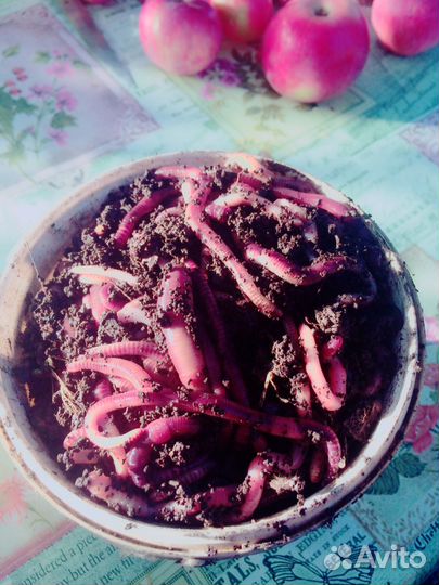 Черви выползки