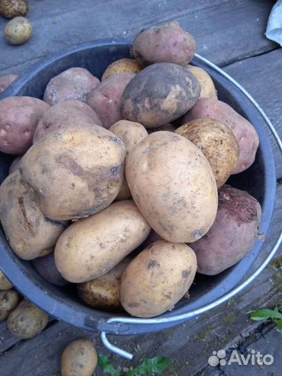 Картофель едовой