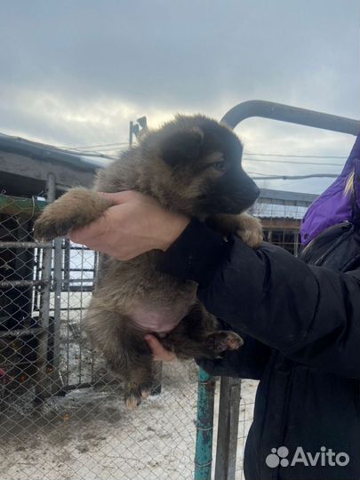 Собаки щенки немецкая овчарка