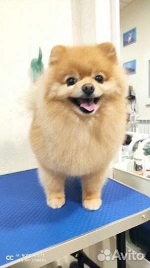 Груминг собак с выездом на дом