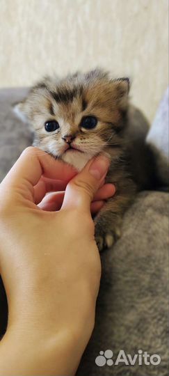 Котята золотая шиншилла