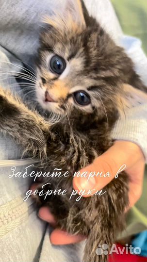 Отдам котенка