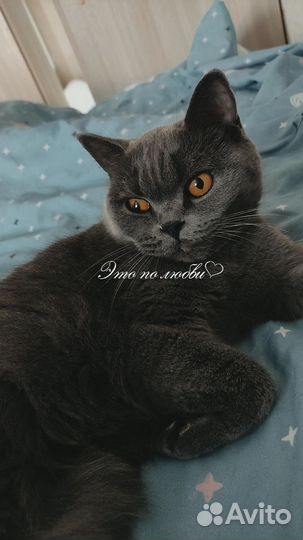 Кошка ищет дом