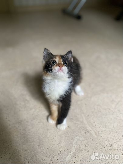 Трехцветный котенок