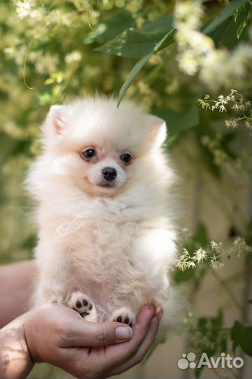 Бомбическая супер мини девочка померанский шпиц