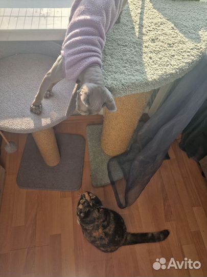 Домашняя передержка кошек