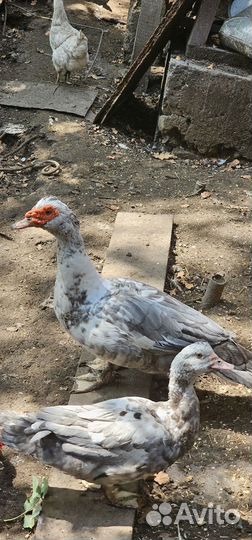 Селезень индоутки лаванда