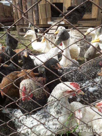 Куры молодки