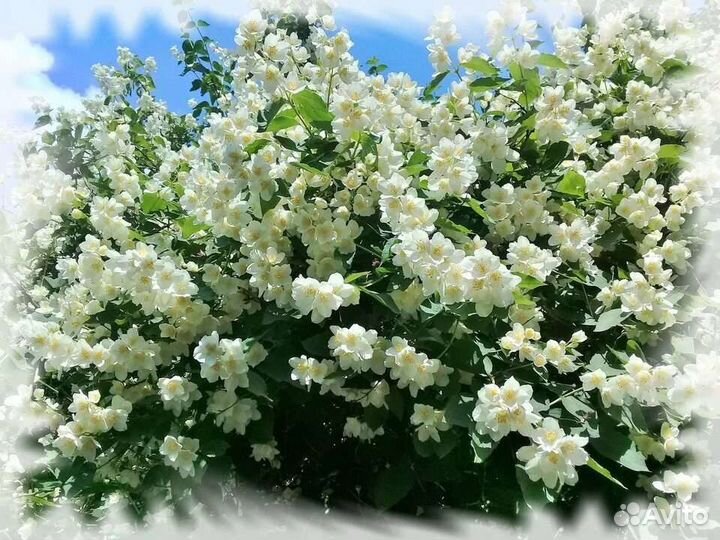 Саженцы жасмина 2х, 3х,5ти детка кустом