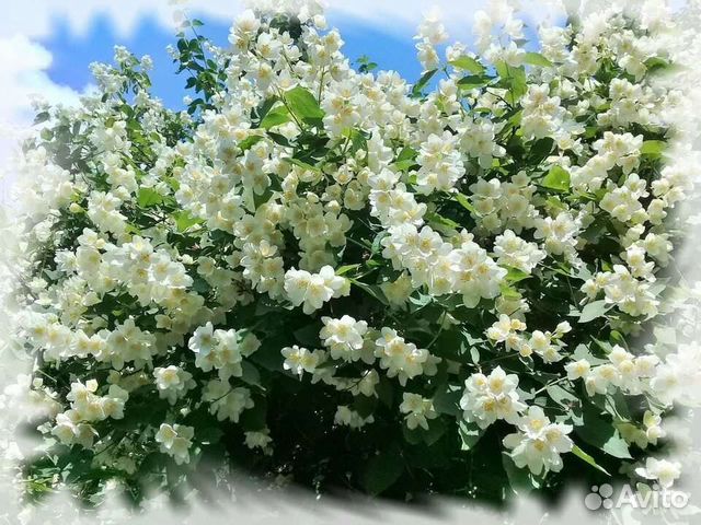 Саженцы жасмина 2х, 3х,5ти детка кустом