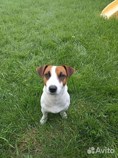 Собака для вязки