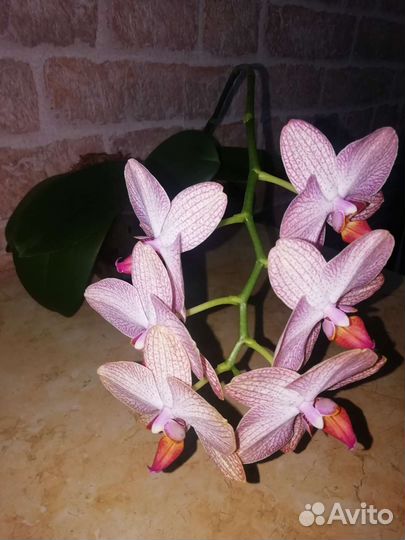 Орхидея фаленопсис