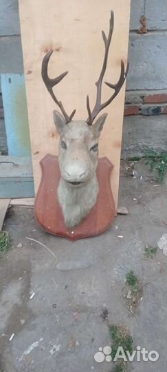 Чучело марала