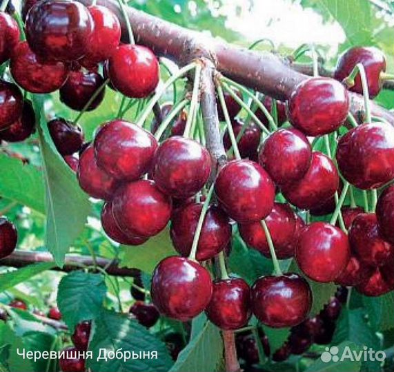 Саженцы плодовых деревьев и декоративных растений