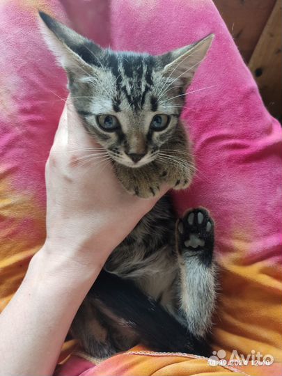 Отдам бесплатно котят