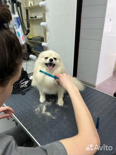 Услуги грумера