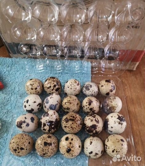 Яйцо куриное и перепелиное. Домашнее