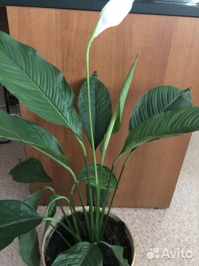 Спатифиллум