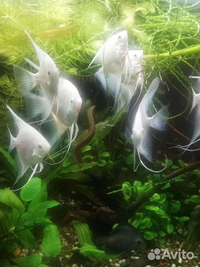 Скалярия-пара самец+самка