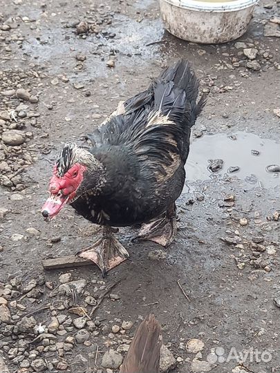 Яйцо индоутки