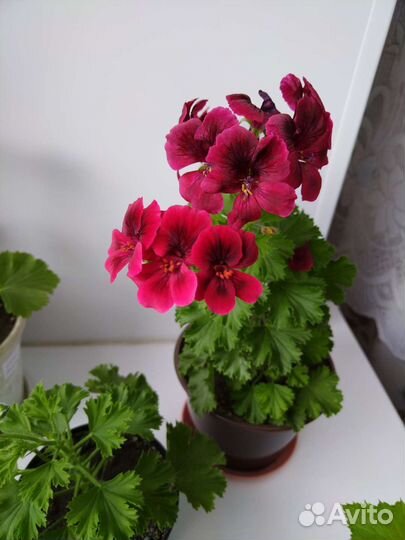 Герань пеларгония