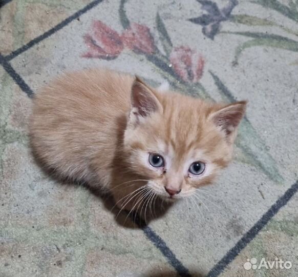 Рыжий котенок мальчик в добрые руки