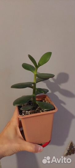 Красула толстянка (денежное дерево)