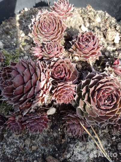 Молодило каменная роза