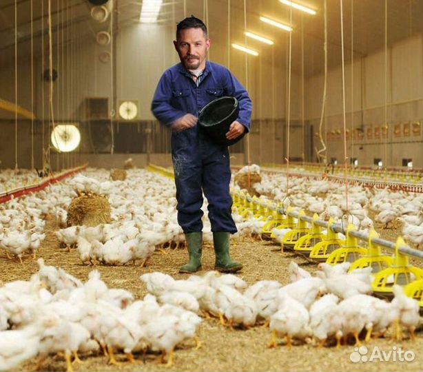 Птицевод на птицефабрику