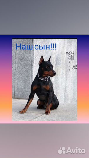 Щенки Цвергпинчер