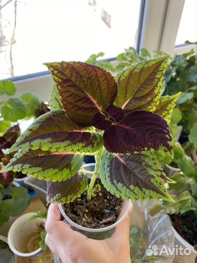 Комнатные цветы