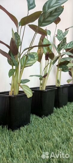 Продается калатея