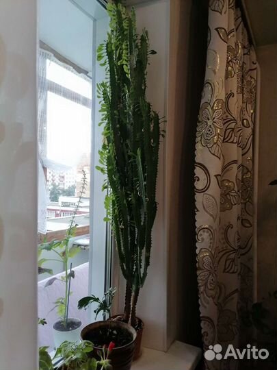 Молочай бесплатно