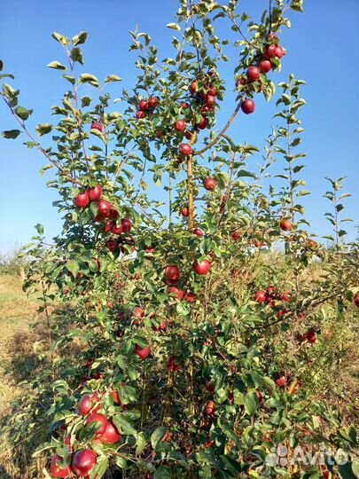 Яблоки оптом
