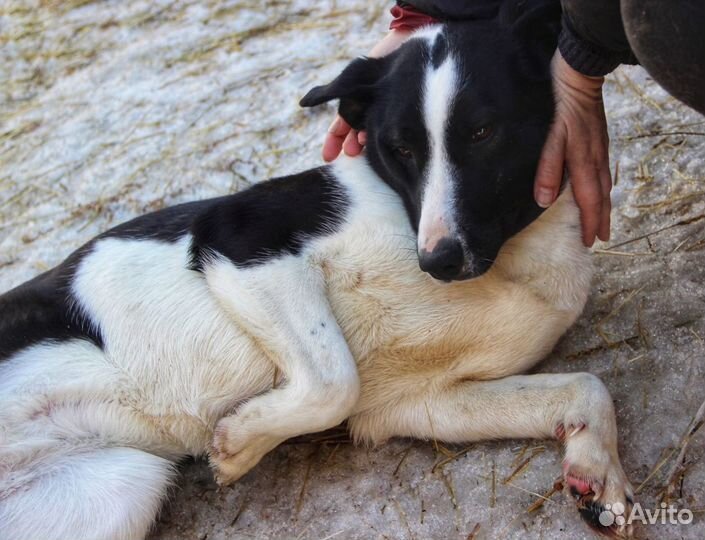 В добрые руки