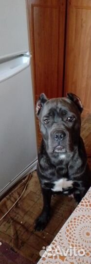 Продам щенков