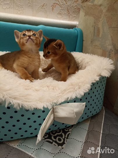 Абиссинские котята