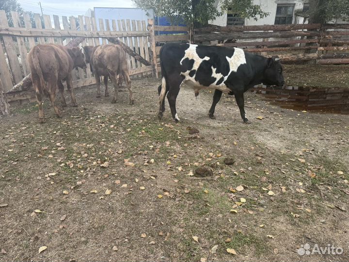 Быки и телки