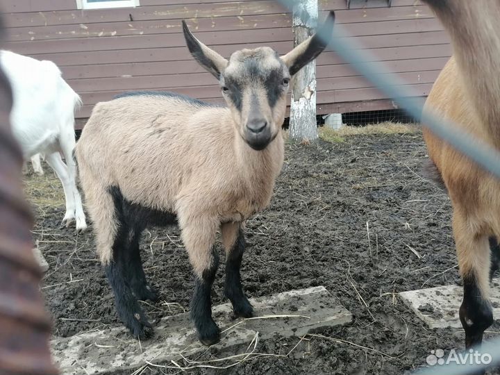 Козлята чехи и козочки обычные