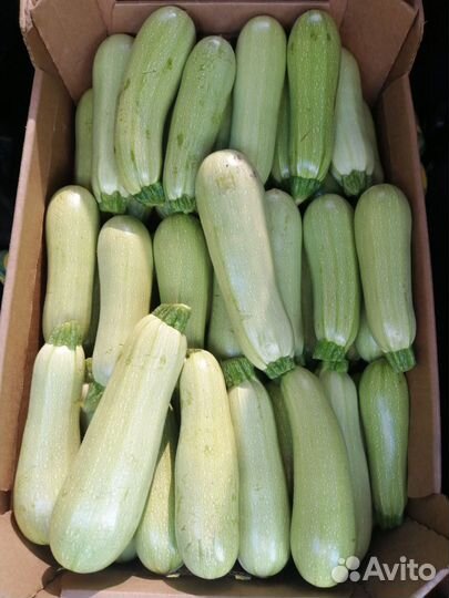 Кабачки домашние